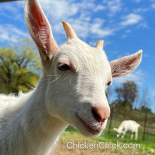 Goat Milk Soap: Fragrance-free